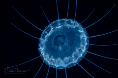 HHydromedusa - Narcomedusae - Pegantha clara