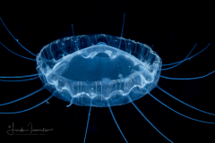 Hydromedusa - Narcomedusae - Pegantha clara