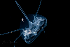 Hydromedusa - Narcomedusae  -  Pseudaegina rhodina