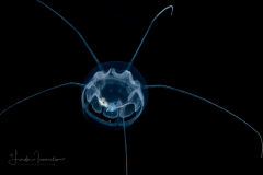 Hydromedusa - Narcomedusae  -  Pseudaegina rhodina