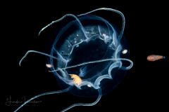 Hydromedusa - Narcomedusae  -  Pseudaegina rhodina