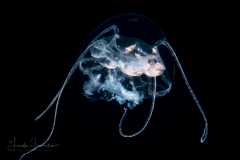 Hydromedusa - Narcomedusae - Pseudaegina rhodina
