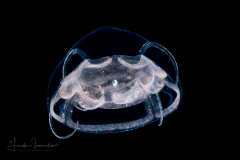 Hydromedusa - Narcomedusae - Pseudaegina rhodina