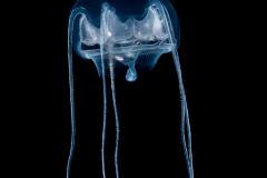 Hydromedusa - Narcomedusae - Pseudaegina rhodina