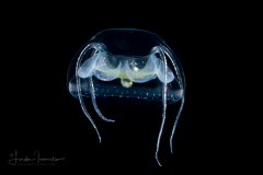 Hydromedusa - Narcomedusae - Pseudaegina rhodina