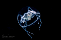 Hydromedusa - Narcomedusae - Pseudaegina rhodina