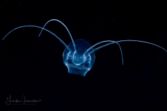 Hydromedusa - Narcomedusae - Pseudaegina rhodina (but 4 tentacles)