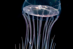 Hydromedusa - Narcomedusae - Solmaris corona