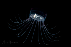 Hydromedusa - Narcomedusae - Solmaris corona