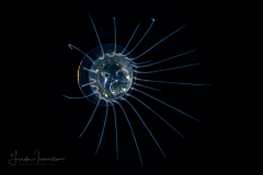 Hydromedusa - Narcomedusae - Solmaris corona