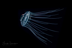 Hydromedusa - Narcomedusae - Solmaris corona