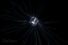 Hydromedusa - Trachymedusae - Aglaura hemistoma