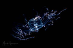 Hydromedusa - Trachymedusae - Aglaura hemistoma