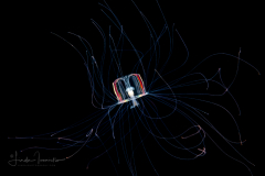 Hydromedusa - Trachymedusae - Aglaura hemistoma
