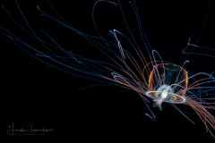 Hydromedusa - Trachymedusae - Aglaura hemistoma