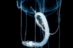 Hydromedusa - Limnomedusae - Geryonia proboscidalis