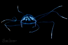 Hydromedusa - Trachymedusae - Rhopalonema velatum