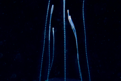 Hydromedusa - Trachymedusae - Rhopalonema velatum