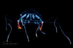Hydromedusa - Trachymedusae - Rhopalonema velatum