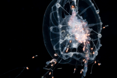 Jellyfish Feeding on a Forskalia sp. Siphonophore - Predation