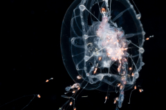 Hydromedusa Feeding on a Siphonophore - Probably Forskalia edwardsii - Predation
