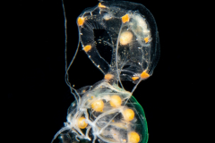 Jellyfish Predation - Unknown Jellyfish Preying on Nausithoe maculata
