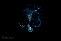 Larvacean - Pelagic Tunicate - Appendicularia