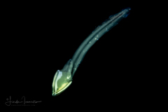 Larvacean - Pelagic Tunicate - Appendicularia