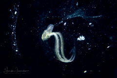 Larvacean - Pelagic Tunicate - Appendicularia