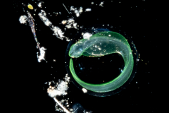 Larvacean - Pelagic Tunicate - Appendicularia