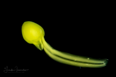 Larvacean - Pelagic Tunicate - Appendicularia - Oikopleuridae Family - With Bacteria (Yellow)