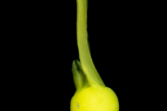 Larvacean - Pelagic Tunicate - Appendicularia - Oikopleuridae Family - With Bacteria (Yellow)