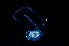 Larvacean - Pelagic Tunicate - Appendicularia - Undescribed Bathochordaeus
