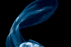 Larvacean - Pelagic Tunicate - Appendicularia - Undescribed Bathochordaeus