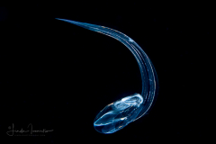 Larvacean - Pelagic Tunicate - Appendicularia - Undescribed Bathochordaeus