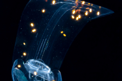 Larvacean - Pelagic Tunicate - Appendicularia - Undescribed  Bathochordaeus - With Parasites - Dinoflagellates
