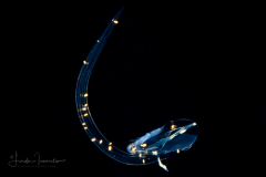 Larvacean - Pelagic Tunicate - Appendicularia - Undescribed  Bathochordaeus - With Parasites - Dinoflagellates
