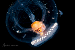Paper Nautilus - Argonaut - Female - In a Salp with a Stolon