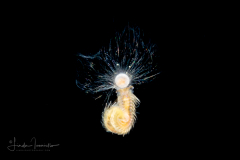 Pelagic Worm - Alciopidae Family - Preying on a Foraminifera - Family Globigerinidae - Orbulina sp. - Pelagic Dandelion