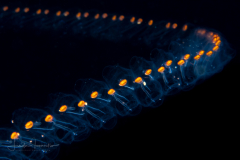 Planktonic Tunicate - Salp Chain