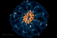 Planktonic Tunicate - Salp Cluster - Cyclosalpa sp. or Cyclosalpa affinis