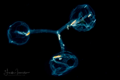 Planktonic Tunicate - Salp - Cyclosalpa polae
