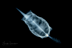 Planktonic Tunicate - Salp Oozoid - Salpidae Family - Brooksia rostrata - trailing a developing stolon with baby blastozooids