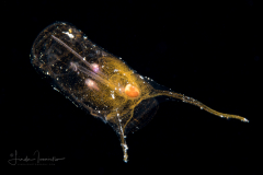 Planktonic Tunicate - Salp - Pegea confoederata - Colonized by Microalgae