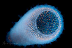 Pyrosomatida - Pyrosome