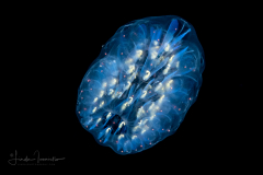 Pyrosomatida - Small Pyrosome