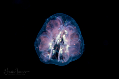 Pyrosomatida - Small Pyrosome