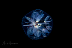 Pyrosomatida - Small Pyrosome