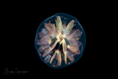 Pyrosomatida - Small Pyrosome