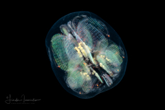 Pyrosomatida - Small Pyrosome